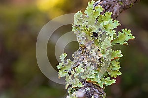 Green leaflike Foliose lichen growing on tree branch in forest i