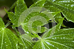 Green leafs