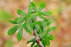 Green leafs