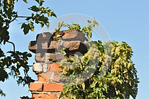 Green leafs on brick-made chimney