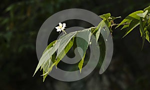 Green leafs of cherry tree in the garden