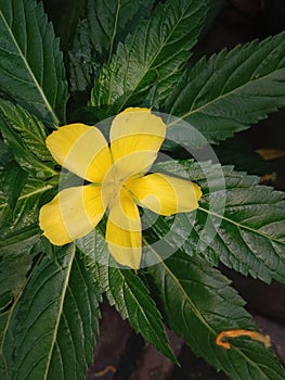 Green leafs closeup with single flower