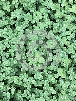 green leafs clover background