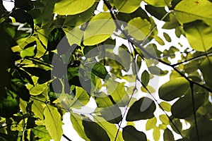 Green leafs, folhas verdes tropical photo