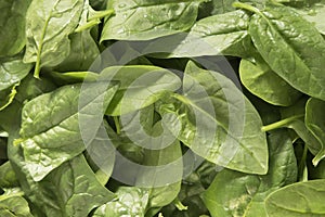 Green leafs fresh spinach spinacia oleracea