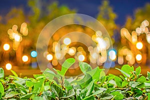 Green Leafs in front of blurred Bokeh Background