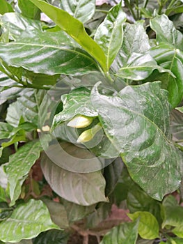 Green leafs with gandharaj flowers