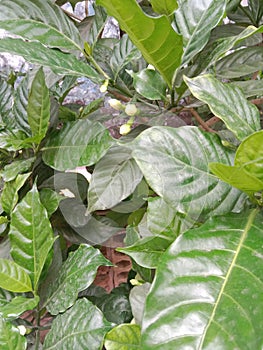 Green leafs with gandharaj flowers closeup image