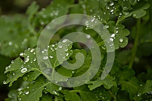 Green leafs of greater celandine plants with raindrops photo