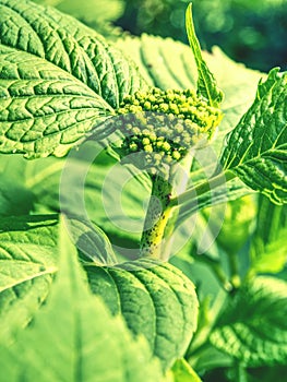 Green leafs of hydrangea with raindrops. View from side. Spring flowers