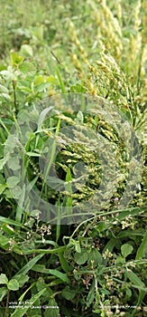 Green Leafs for Natural background image