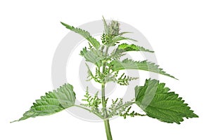 Green leafs of nettle