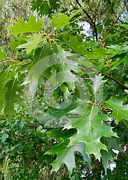 green leafs oak on tree