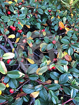 Green leafs with red unedible fruits - background.