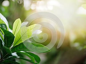 Green leafs in summer with sun light background