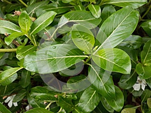 Green Leafs Top View