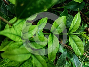 The green leafs of Wrightia religiosa