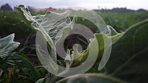 The Green leaft in the morning