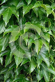 Green leafy background. Weaving ivy plant. Leaves of Japanese Ivy or Boston ivy Vitaceae Parthenocissus tricuspidata