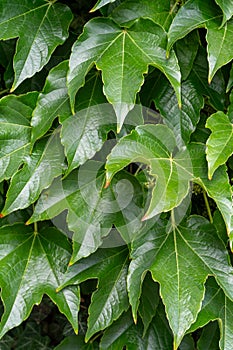 Green leafy background. Weaving ivy plant. Leaves of Japanese Ivy or Boston ivy Vitaceae Parthenocissus tricuspidata