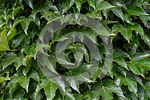 Green leafy background. Weaving ivy plant. Leaves of Japanese Ivy or Boston ivy Vitaceae Parthenocissus tricuspidata