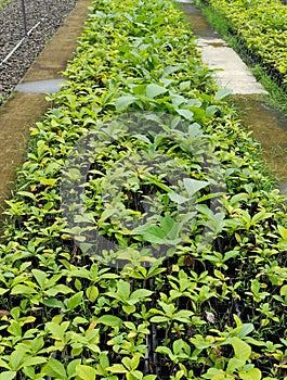 green leafy balsa wood tree seedlings