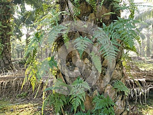 Green leafy davallia canariensis fern photo