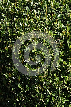 Green leafy enviorment