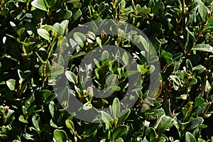 Green leafy enviorment photo