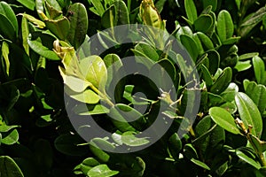 Green leafy enviorment photo