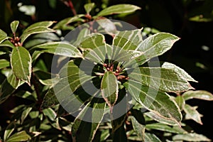 Green leafy enviorment