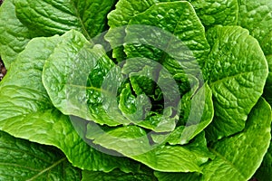 Green Leafy Head of Romaine Lettuce in a Garden