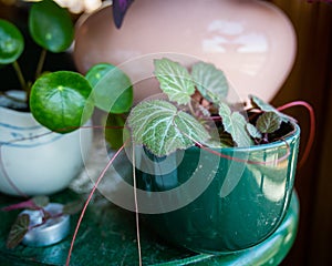 Green leafy houseplant in dark green pot