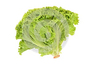 Green Leafy Lettuce