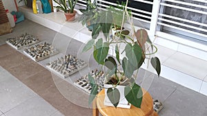 The green leafy philodendron micans houseplant