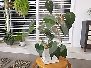 The green leafy philodendron micans plant