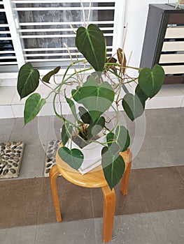 The green leafy philodendron micans plant