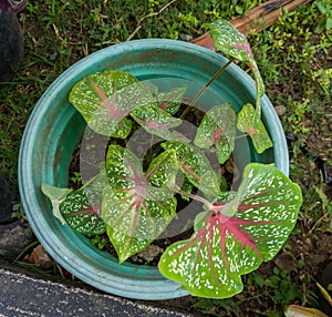 Green leafy plant background named Dewi Sri