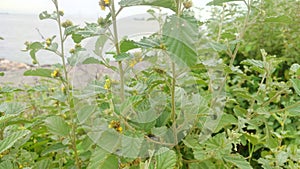 A green leafy plant with a distinctive shape and small yellow flowers near the beach