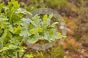 Green leafy plants on a field or in a forest in summer. Lush vegetation and foliage growing in a park in the early