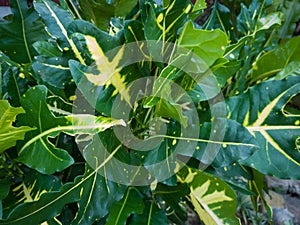 Green leafy puring plant background combined with other colors