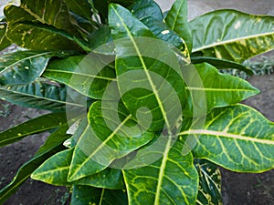 Green leafy puring plant background combined with other colors