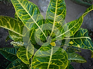 Green leafy puring plant background combined with other colors