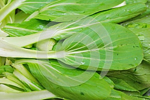 Green leafy vegetables, Brassica Rapa photo