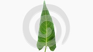 green leafy vegetables.Ipomoea aqvatica single leaf.Vegetable leaves isolated on white background. photo of edible plants