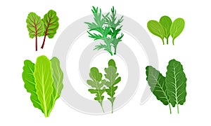 Green Leafy Vegetables with Lettuce and Arugula Leaves Vector Set