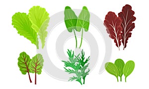 Green Leafy Vegetables with Lettuce Leaves and Dill Vector Set