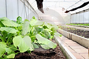 Green leafy vegetables plot in tree greenhouses, fresh plants growing in vegetable garden at countryside, green plan in