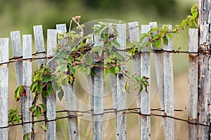 Green leafy vine plant on wood fence