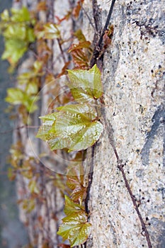 Green leafy vines